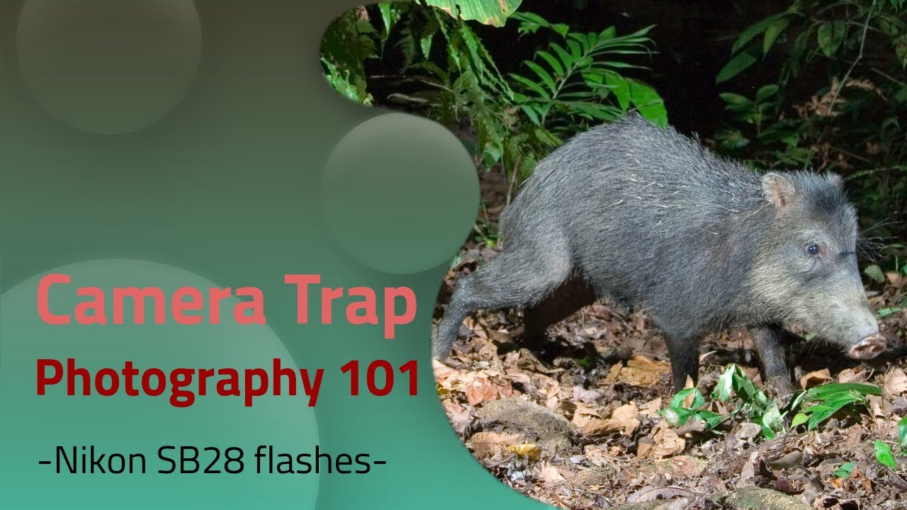 Camera Trap Photography 101 | DSLR Camera Trap DIY Nikon SB28 flashes