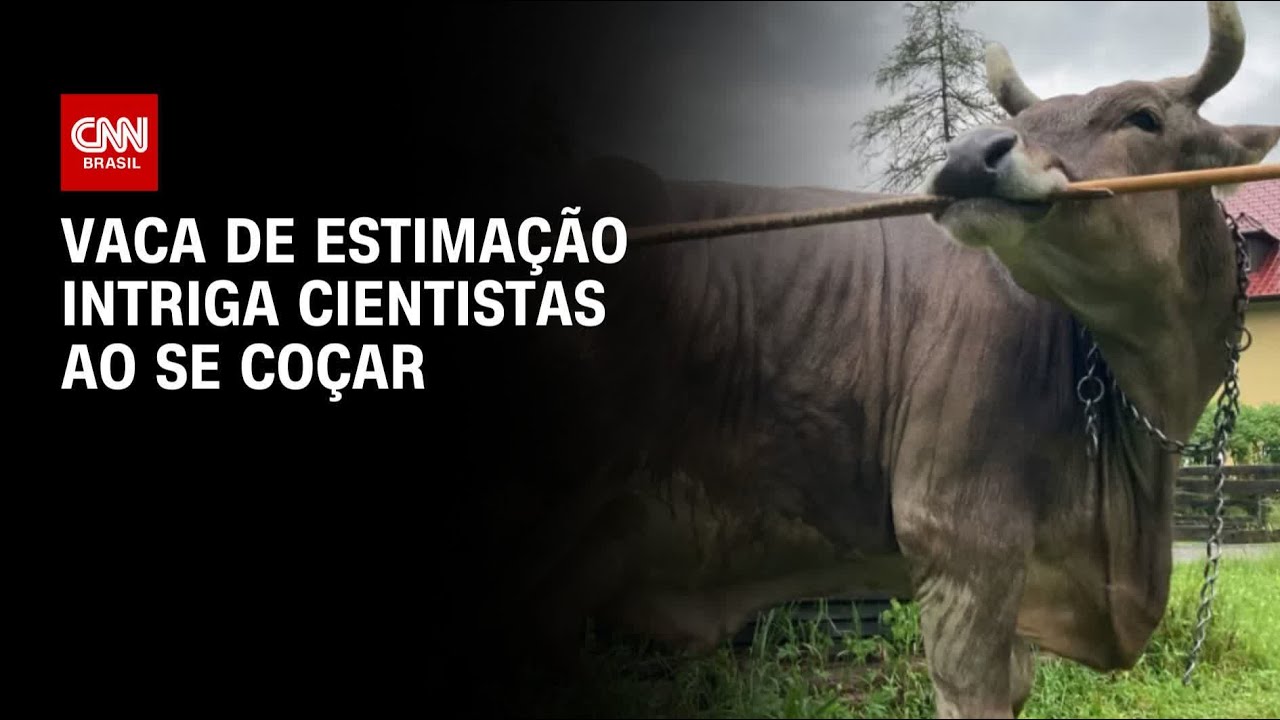 Vaca de estimação intriga cientistas ao se coçar com vassoura sem ajuda | LIVE CNN