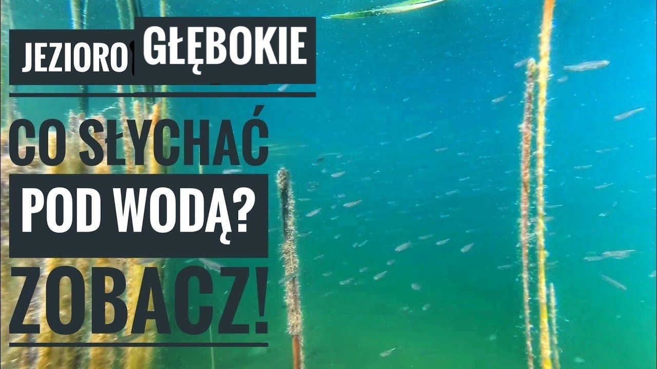 Ryby w jeziorze Głębokim | Co słychać pod wodą? Kamera ryby pod wodą | nurkowanie jezioro Głębokie