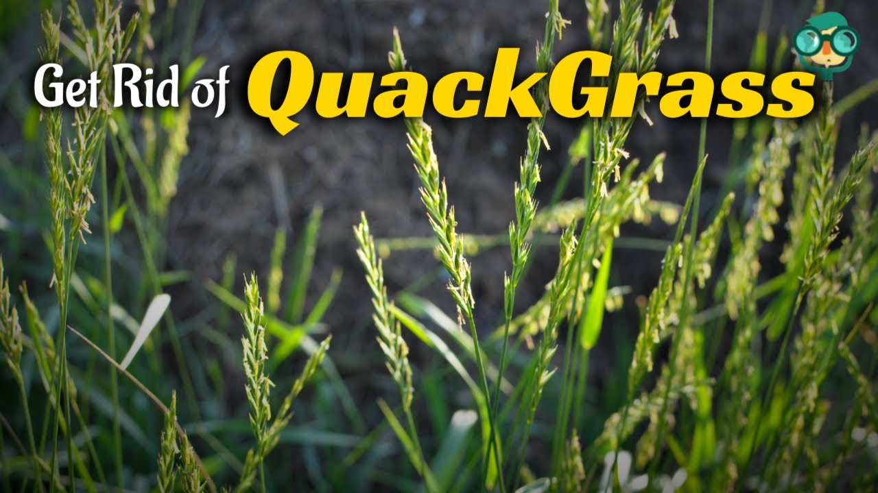 How to Get Rid of QuackGrass | Best Way to Kill QuackGrass | Quack Grass| QuackGrass Control Methods