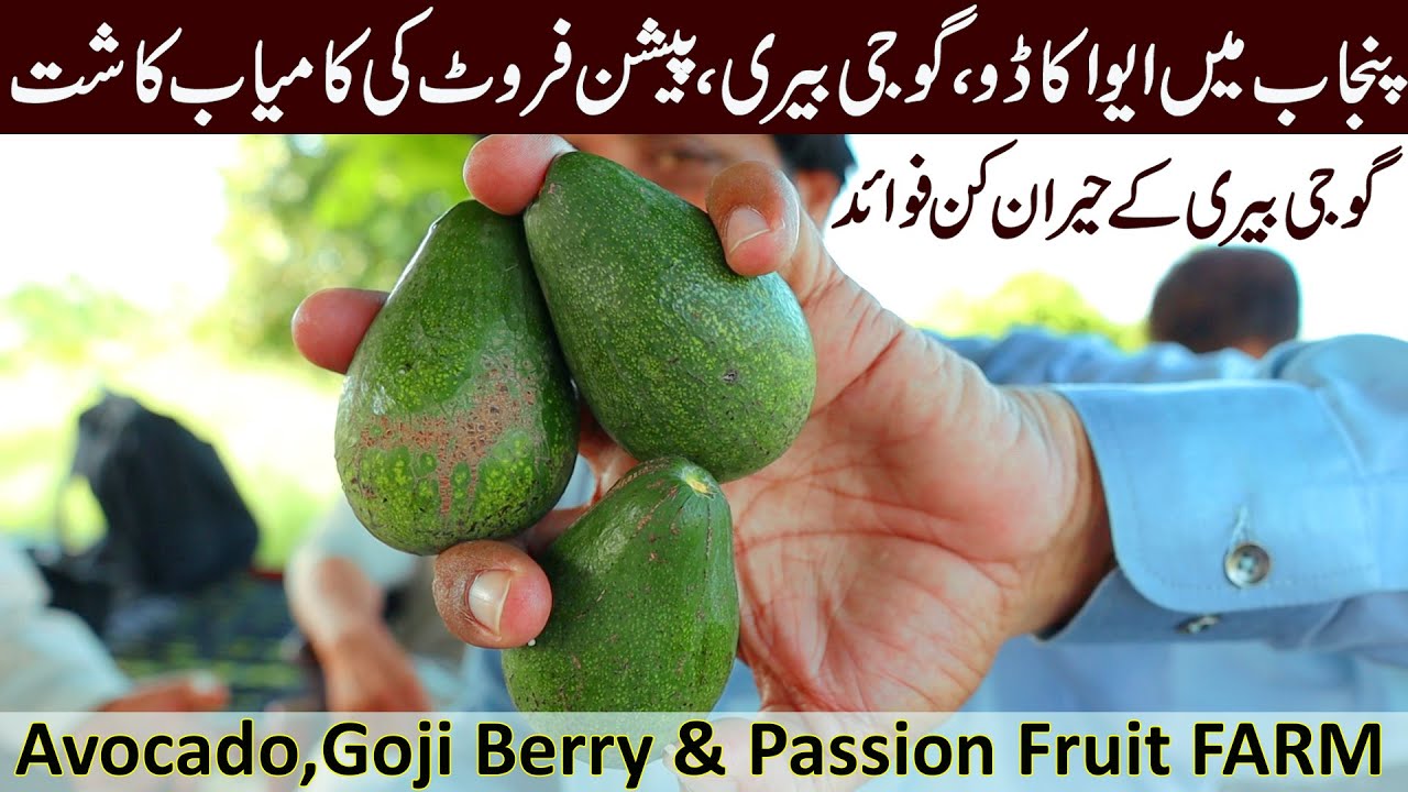 Discovering Pakistan's Unexpected Fruit Farm! | You Won't Believe What's Growing!