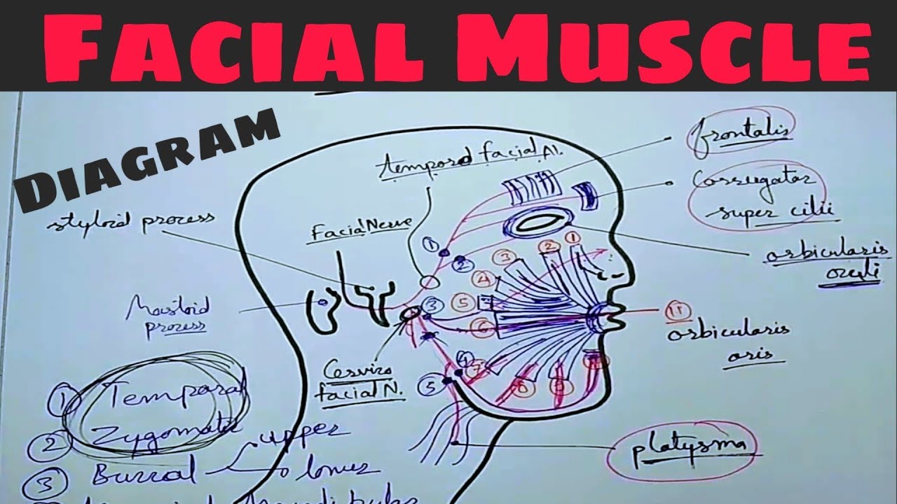 Facial Muscle Diagram & Nerve Supply : Facial Nerve ( extra cranial course )