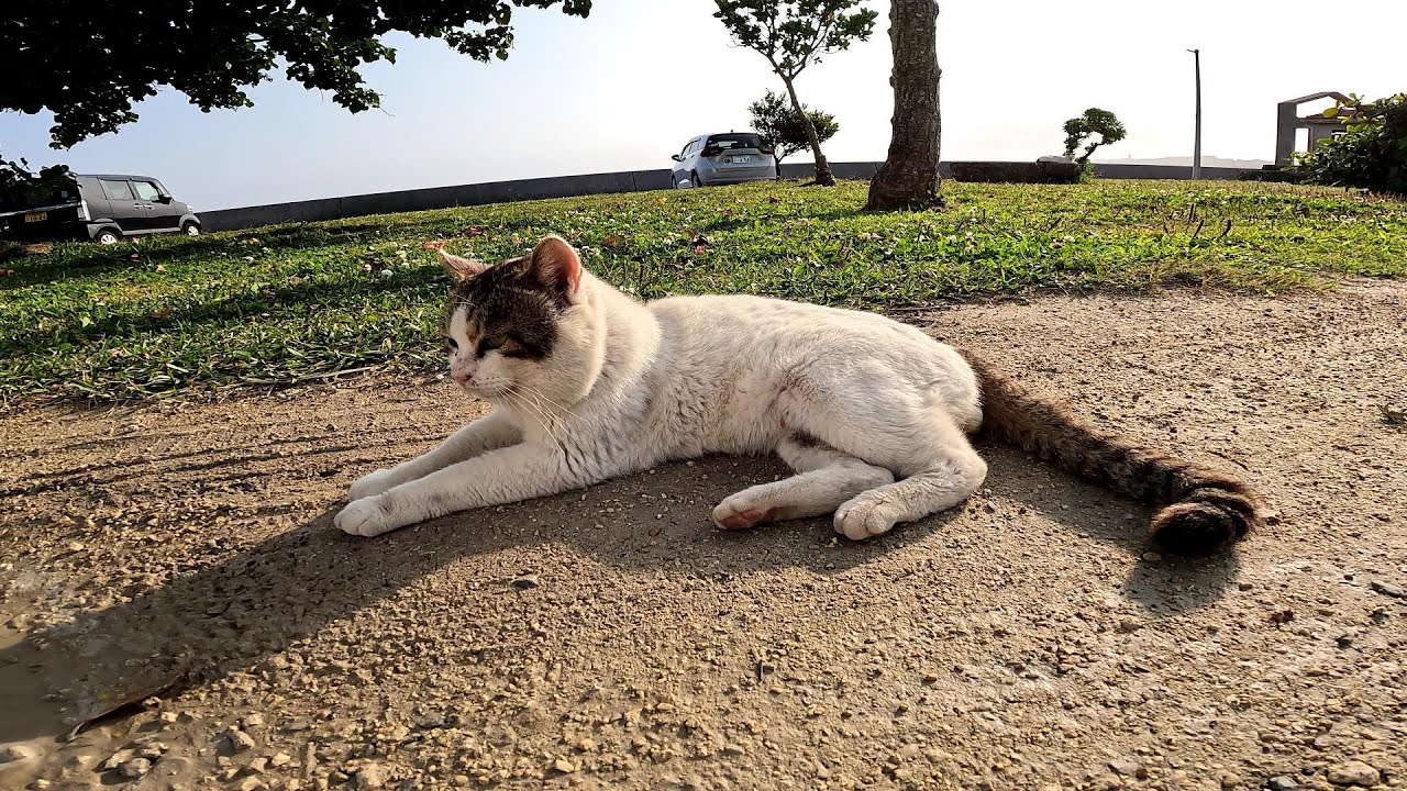 リラックスできる音楽と猫。睡眠音楽。やっぱり猫が好き。野良猫の日常