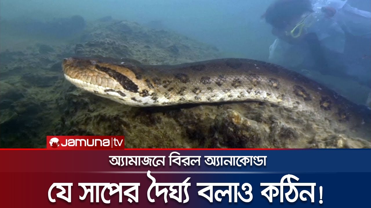 বিশ্বের সবচেয়ে বড় সাপের সন্ধান অ্যামাজনে! | Amazon Anaconda | Jamuna TV
