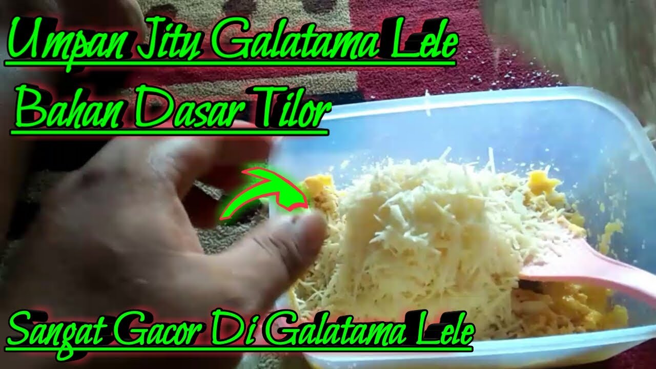 Ini Dia Umpan Jitu Galatama Lele Yang Jarang Tau  ! Umpan Jitu TILOR Sangat Gacor Di Galatama Lele