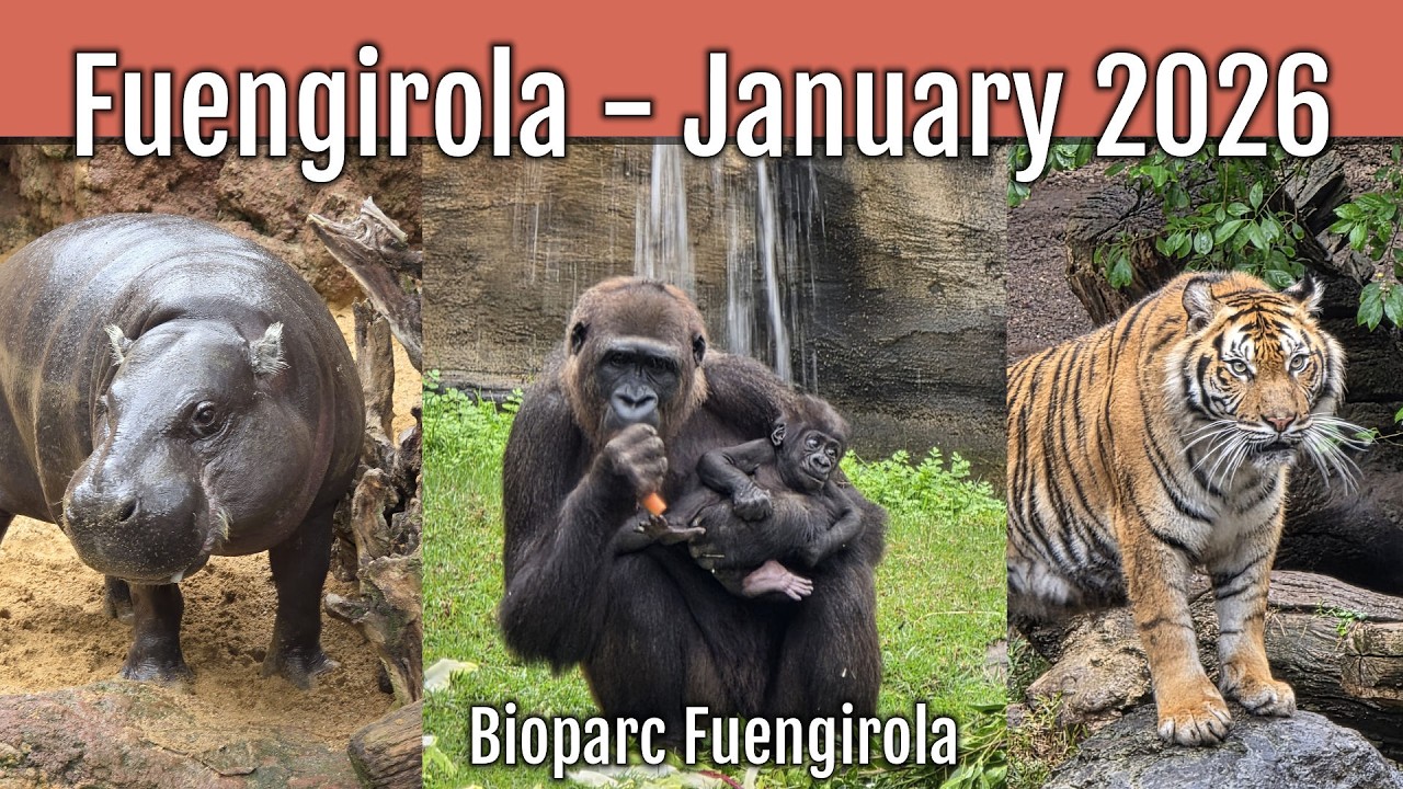 Baby Gorilla at Bioparc Fuengirola - Spain - January 2026