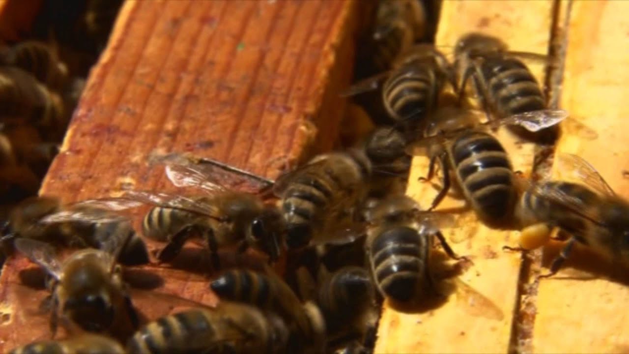 Król Pszczół (The King of Bees) - dokument