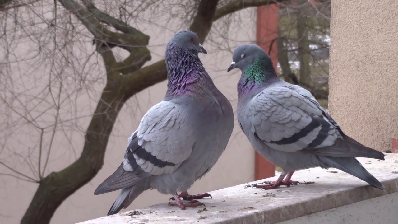 HOLUB DOM&Aacute;C&Iacute;  (Columba livia f. domestica) - Pozoruhodn&eacute; p&aacute;řen&iacute; s ,,tok&aacute;n&iacute;m