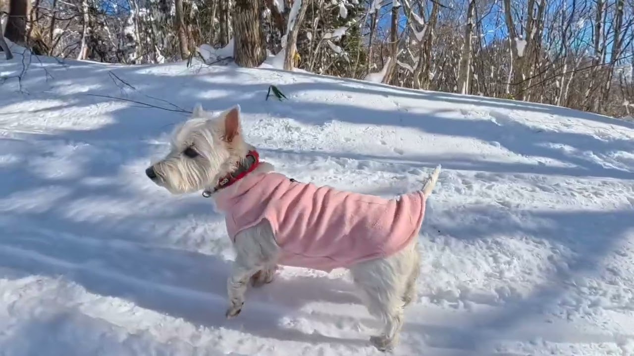 Run, Westie May, Run