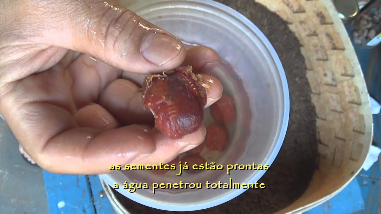 Jatobá (plantio e germinação)