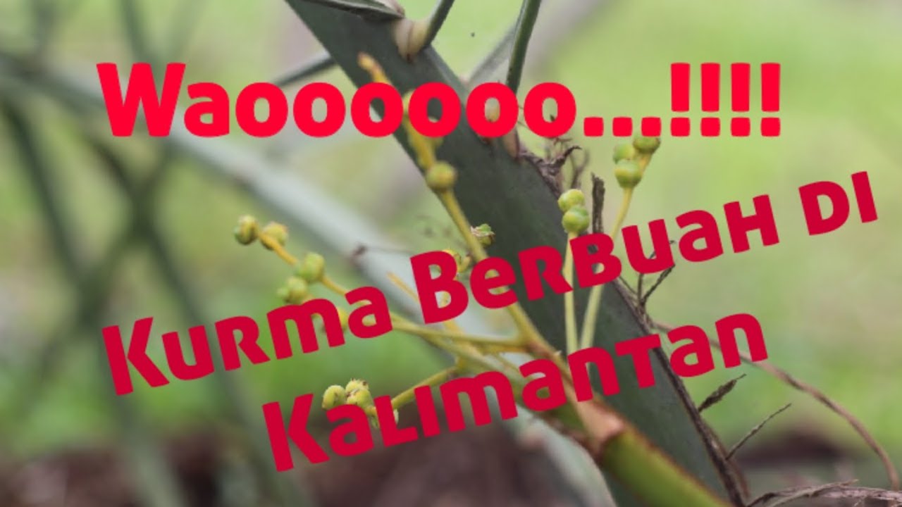 Kurma Berbuah | Taman Kurma Samboja | Taman Edukasi Kurma