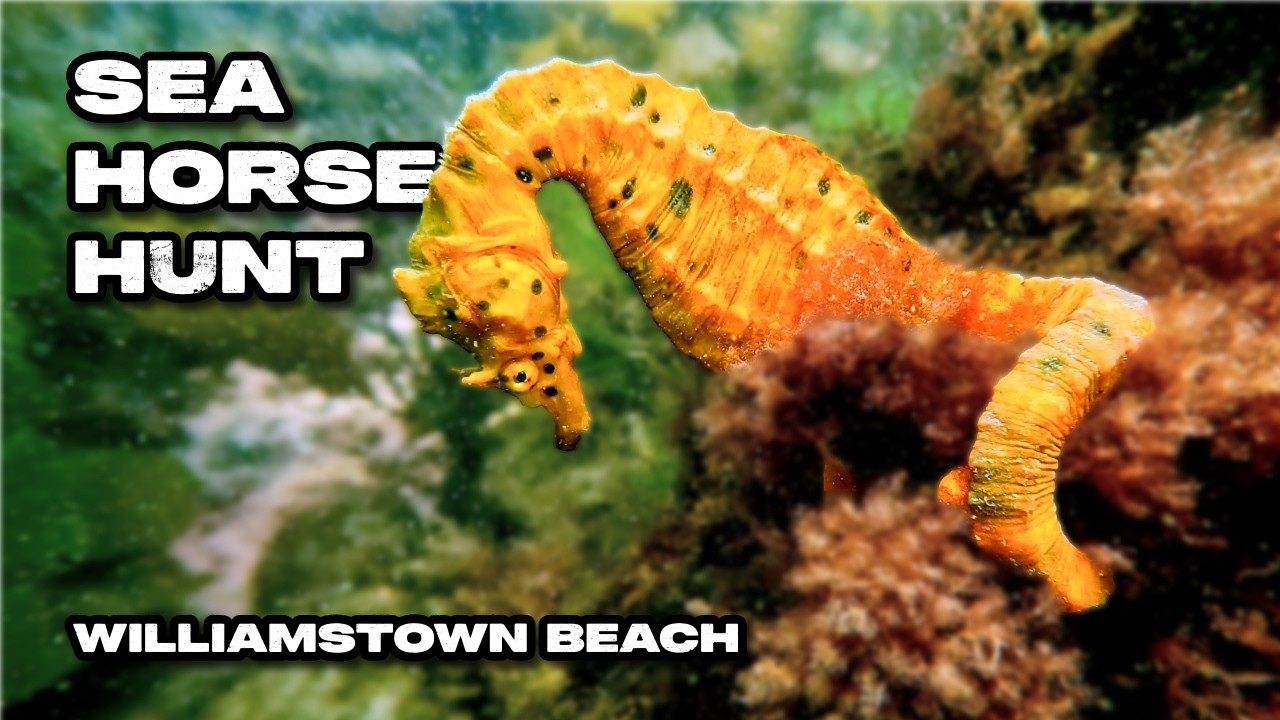 Seahorse Hunt 4K (Williamstown Beach - Melbourne - Australia) #seahorse   #Underwater #4k #melbourne