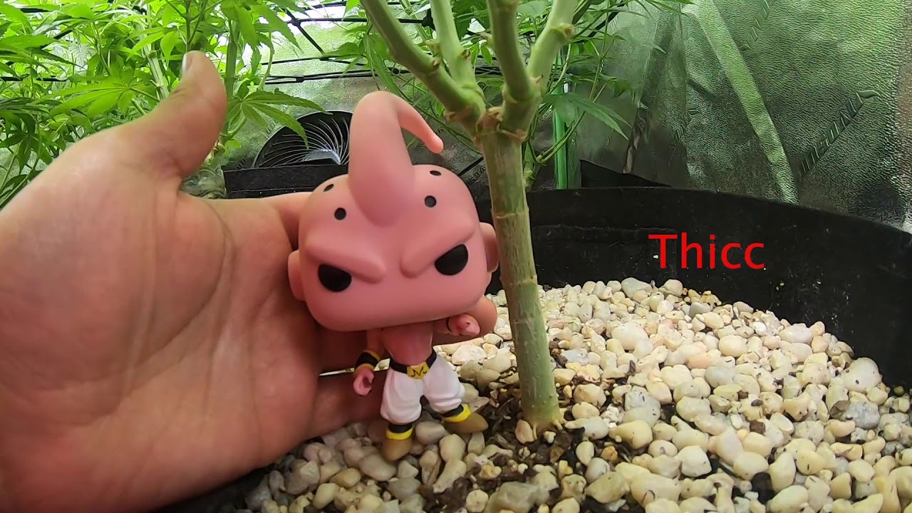 Week 3 of Flower : Lost a Herme Cannabis Plant 🥀