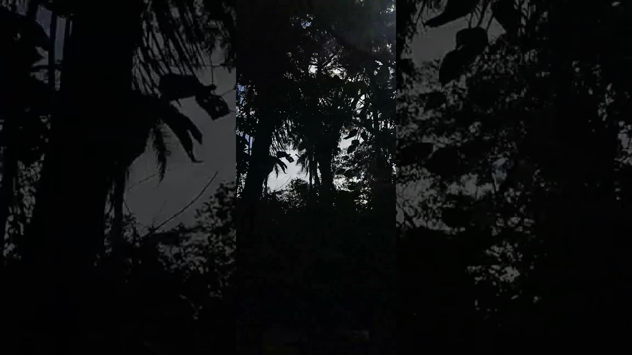 Canto dos pássaros 