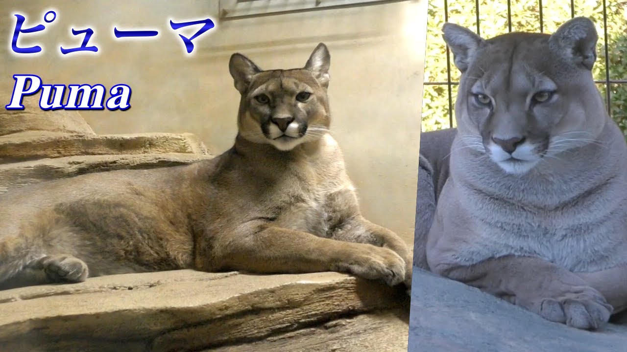 【大型のネコ】ピューマの生態〜ズバ抜けたジャンプ力！ジャガーと並ぶ最強の捕食者〜（Puma）