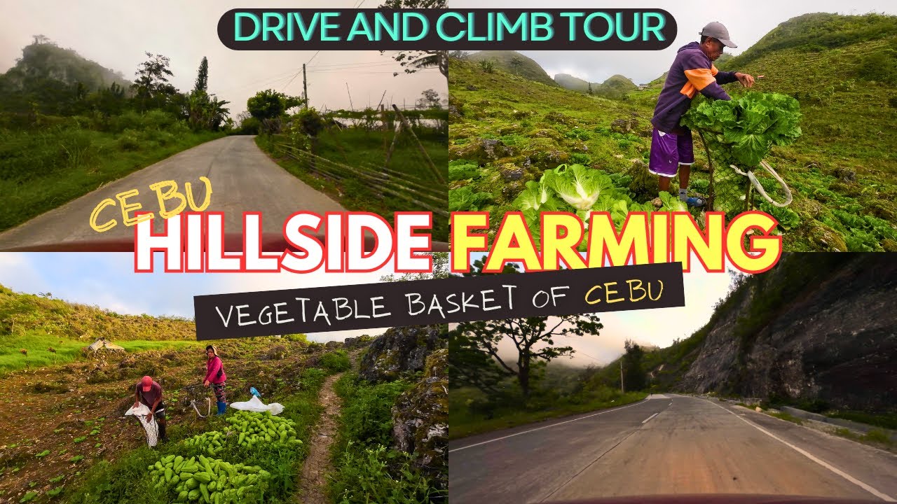 #CEBU | Drive and Climb to the Vegetable Basket of CEBU - Mantalongon, Dalaguete Farms