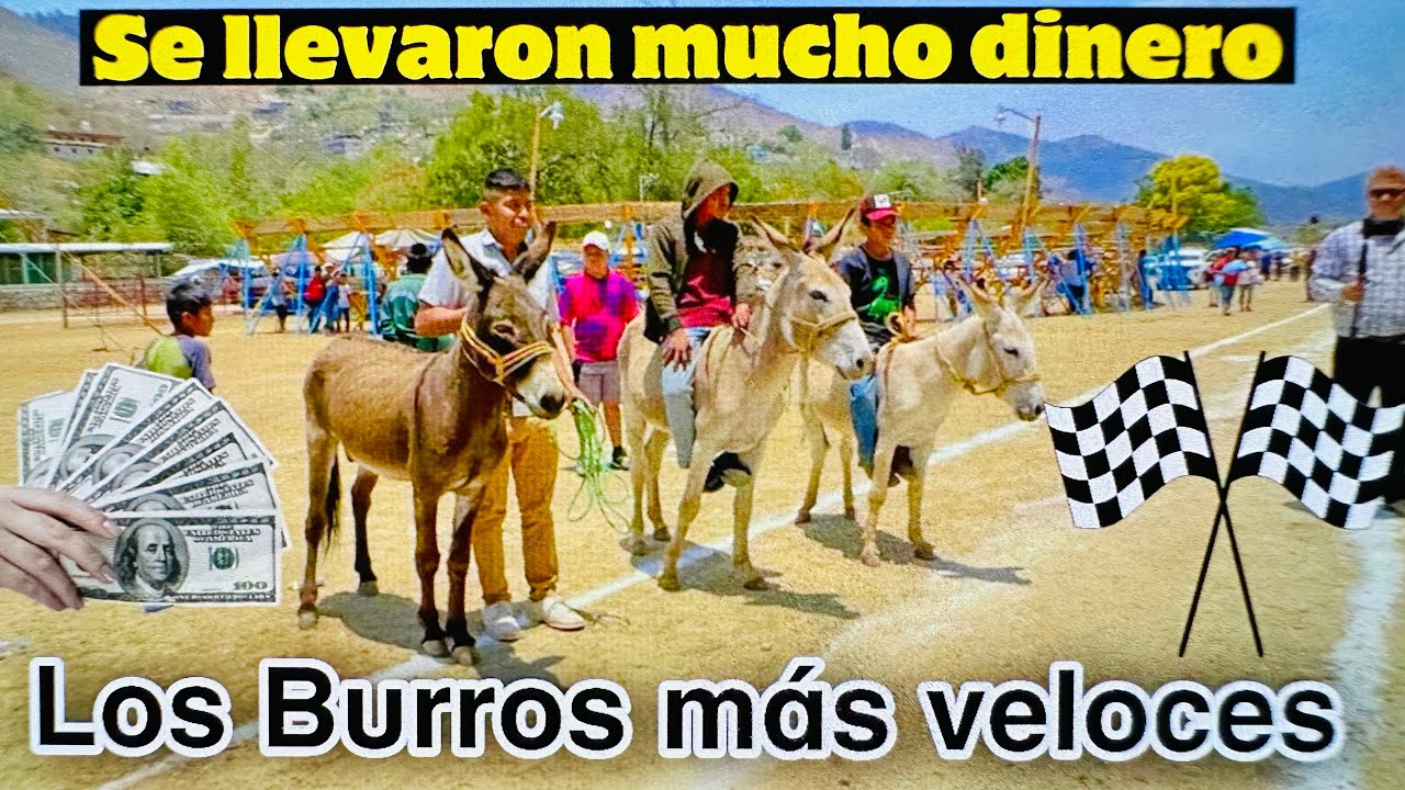 LA GRAN CARRERA DE PUROS BURROS, estos jinetes son unos niños y ya SON MONTADORES PROFESIONALES