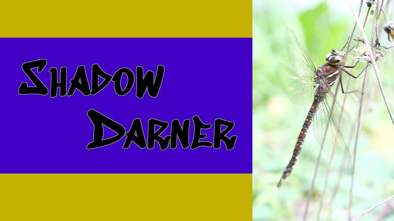 Shadow Darner Dragonfly (Aeshna umbrosa)