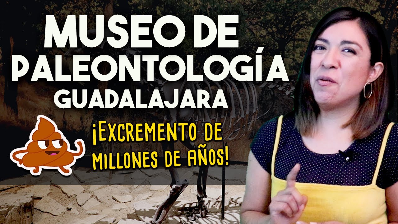 Museo de Guadalajara - Museo de Paleontología de Guadalajara - Fósiles