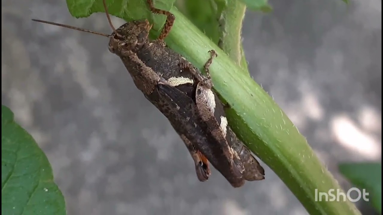 #THE LIFE OF AN INSECT / NO WORRIES / UNLIMITED FOOD😀😀