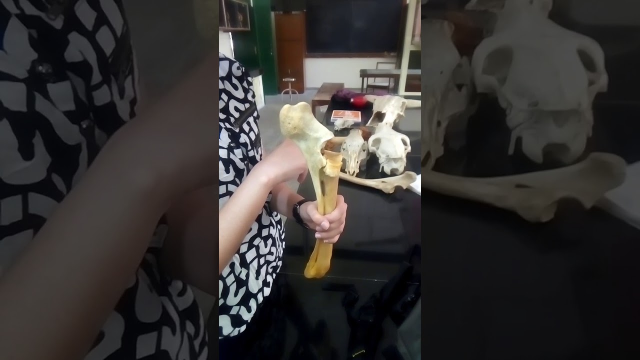 Radius & Ulna of Ox & Horse