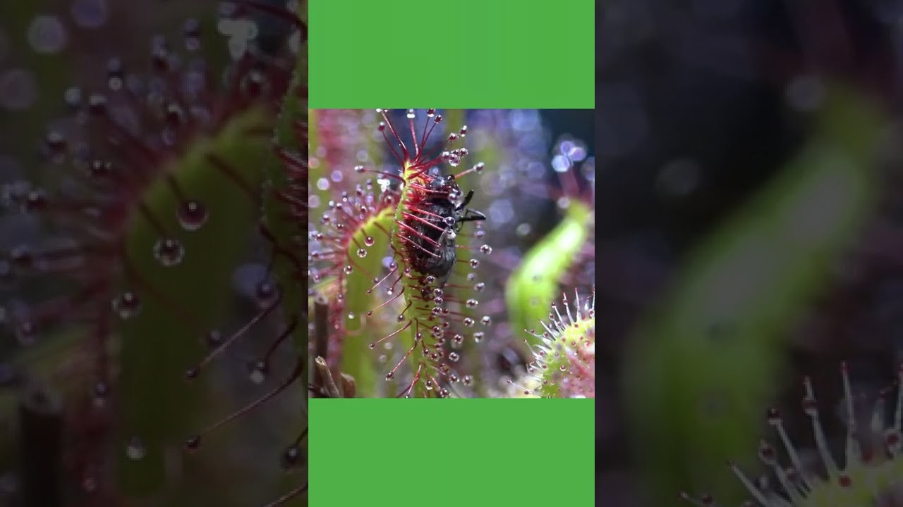 Drosera, una pianta carnivora