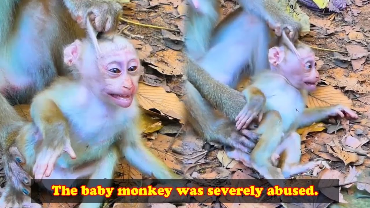 Little monkey was so severely abused that she didn't know who to turn to for help.