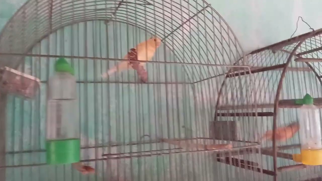 Meu filhote de canário belga 