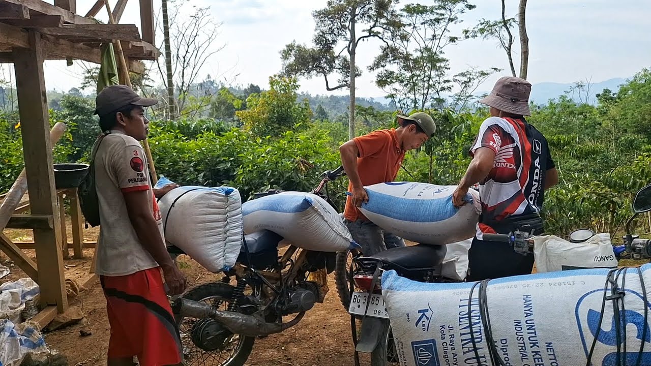 Penuh Keberkahan, Hasil Panen Kopi 2025, Kehidupan Nayata Pemuda Kebun