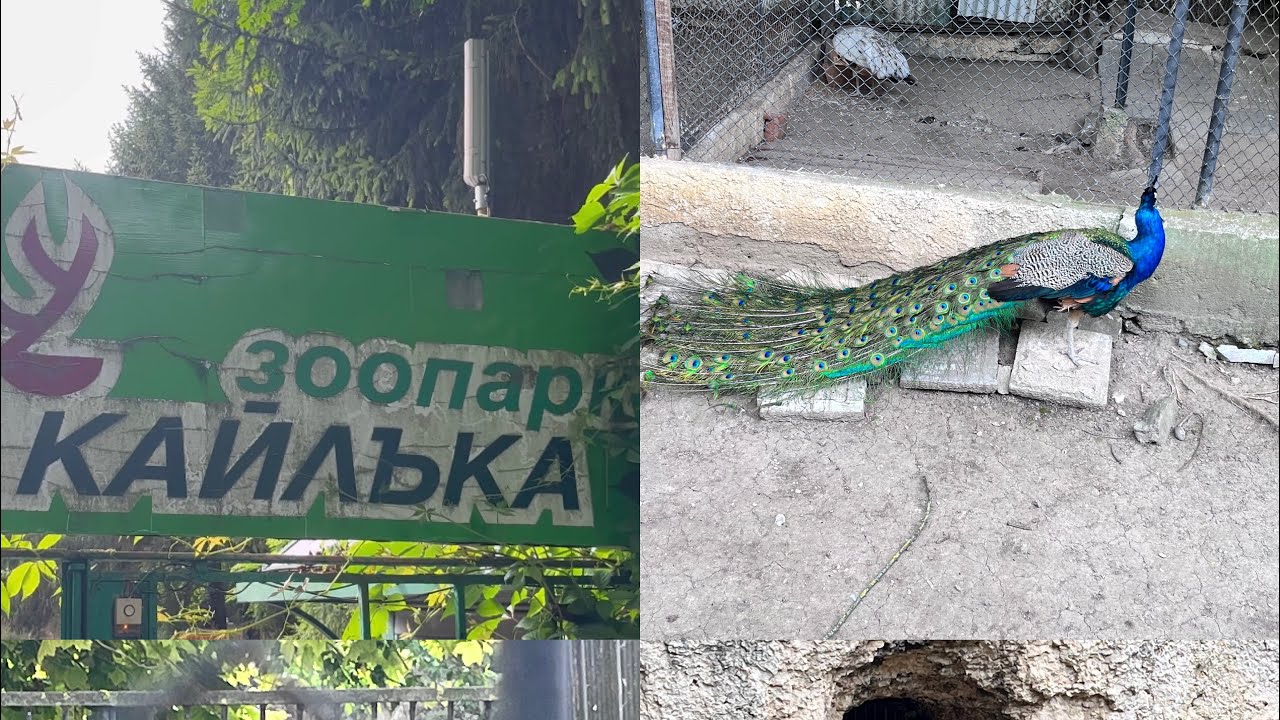 Разходка Зоопарк Кайлъка гр.Плевен/walk Kailka Zoo Pleven #плевен #разходка #summer #subscribe 🐒🦃