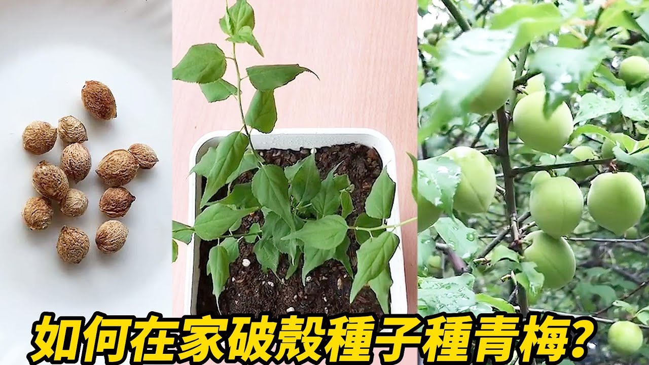 如何在家破殼種子種青梅?|How to Grow Ome from Broken Husk Seeds at Home?