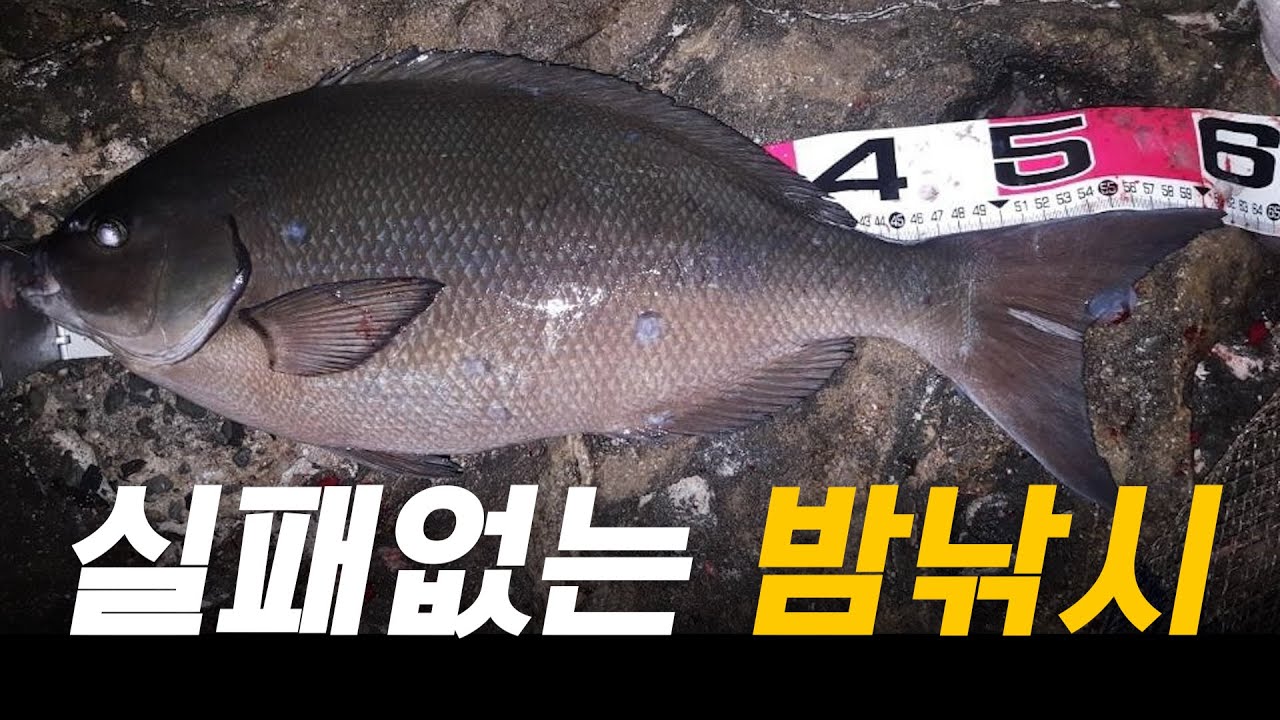 실패 없는 긴꼬리 벵에돔 밤 낚시!