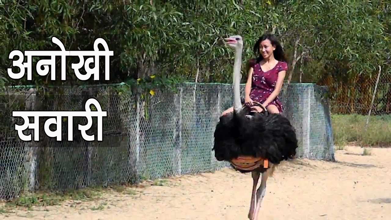 क्या आपने की है शुतुरमुर्ग की सवारी | Ostrich riding and racing