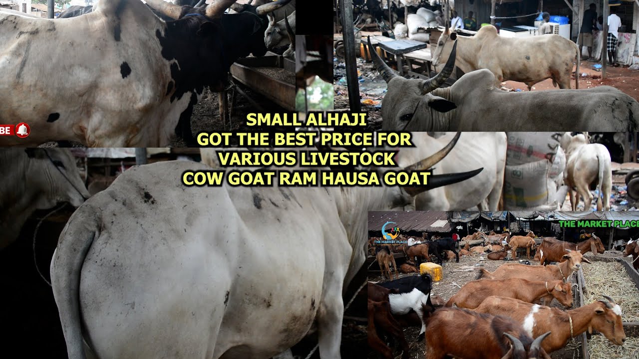 SMALL ALHAJI GOT THE BEST PRICE FOR LIVESTOCK THIS DECEMBER COW GOAT RAM AT ADUWAWA CATTLE MRKET