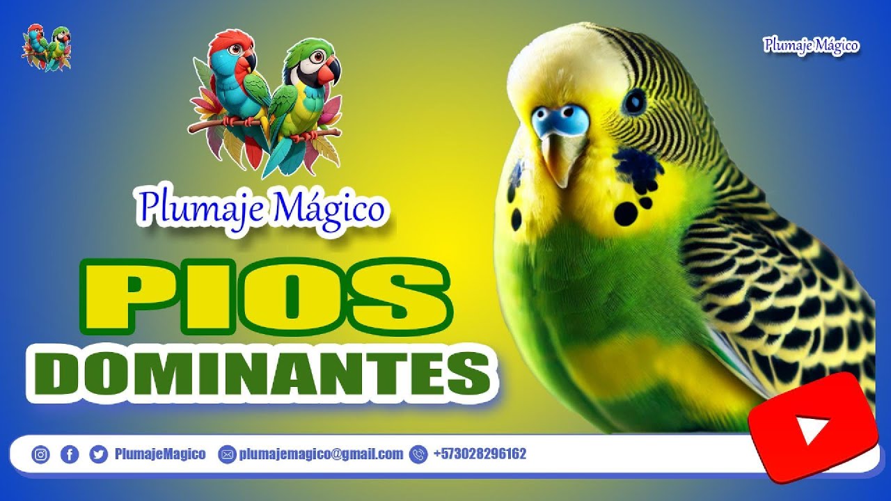 Pios Dominantes | Periquitos Australianos | Plumaje Mágico