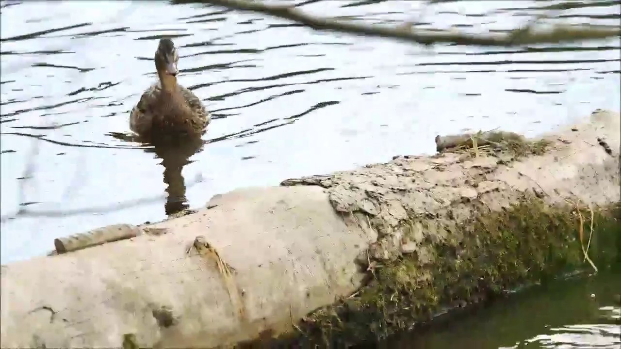 Fisch schnappt sich ein Entenküken