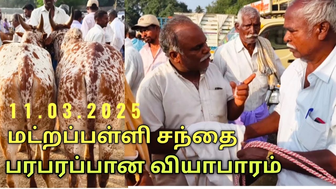 11.03.2025 மட்றப்பள்ளி மாட்டுச்சந்தை பரபரப்பான அனல்பறந்த வியாபாரம்