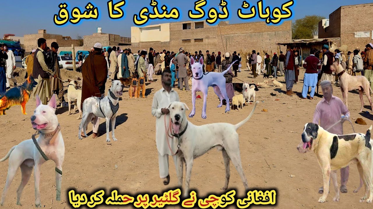 Biggest Dog Market in Asia Updates | Kohat Dog Mandi |  Pk Animals Vlog