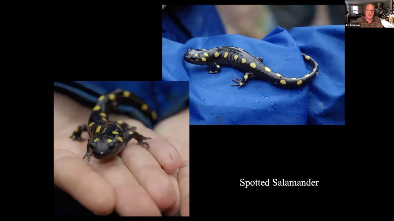 Vernal Pool Reptiles & Amphibians in Vermont (hosted by Vermont Association of Wetland Scientists)