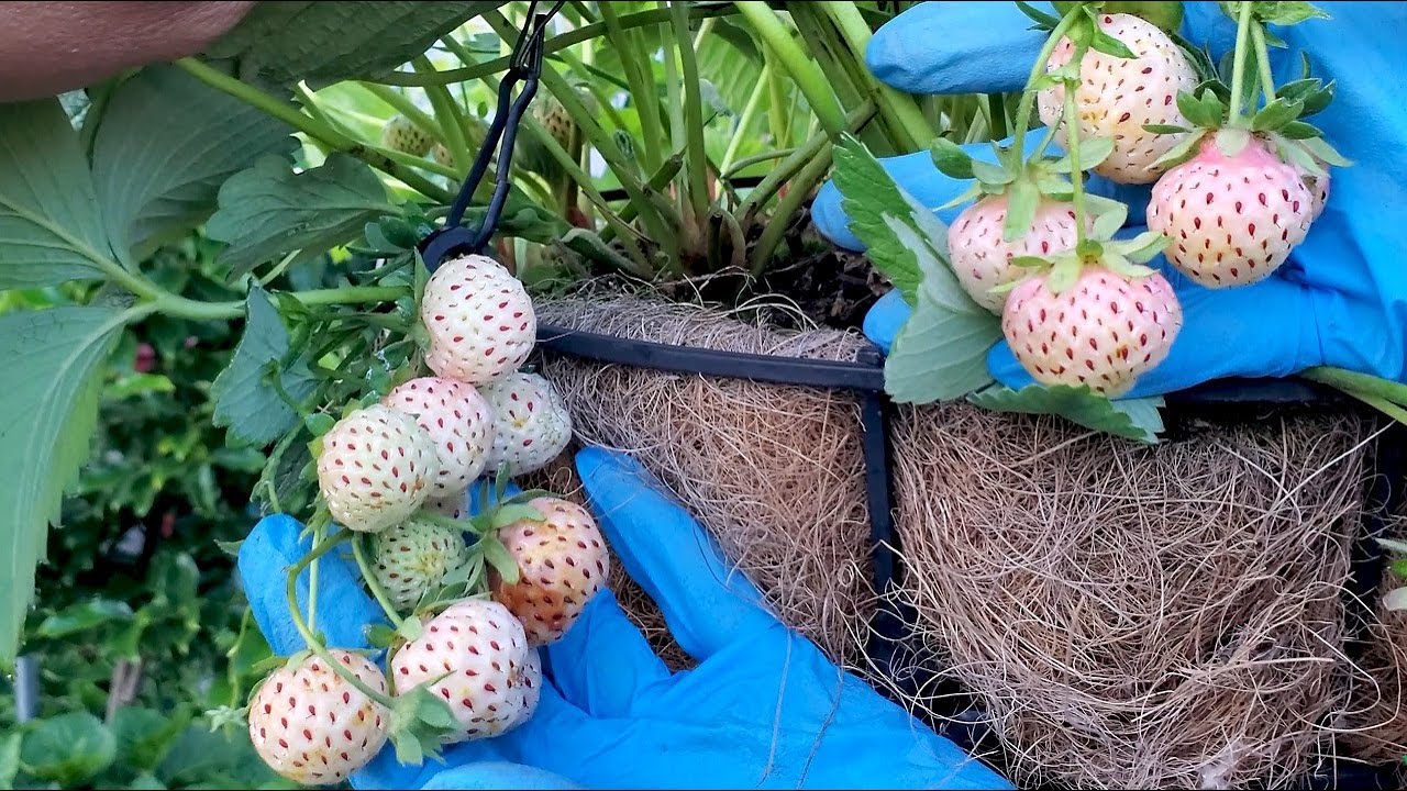 Thu hoạch dâu tây bạch tuyết ăn ngay tại chổ, chia sẻ cách nhân giống dâu tây 🇨🇦614》 Vườn Rau Việt