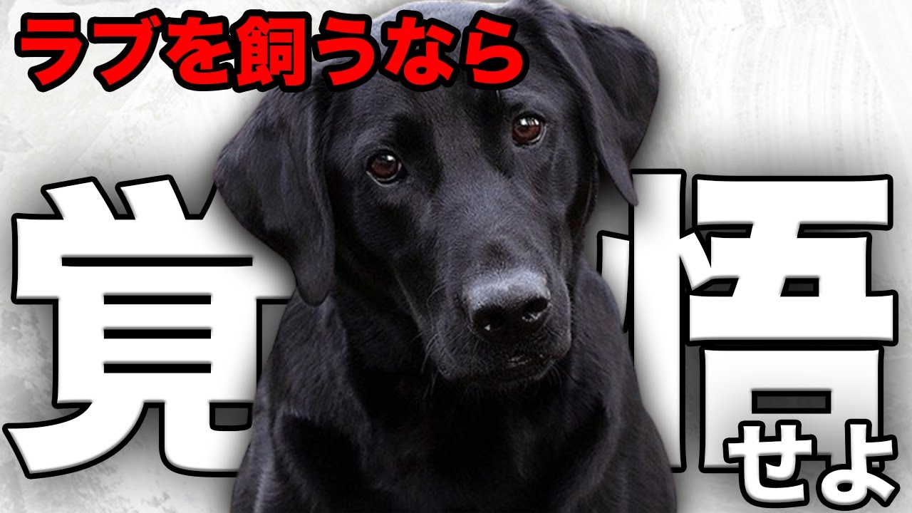【解説】迎える前に1度見て！ラブラドールの魅力や注意点について教えます！