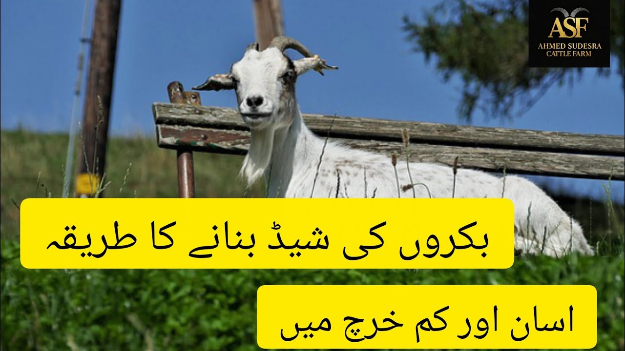 How to make shelter for Goats in winter | bakriyuo ki shed khud bannaney ka tarika