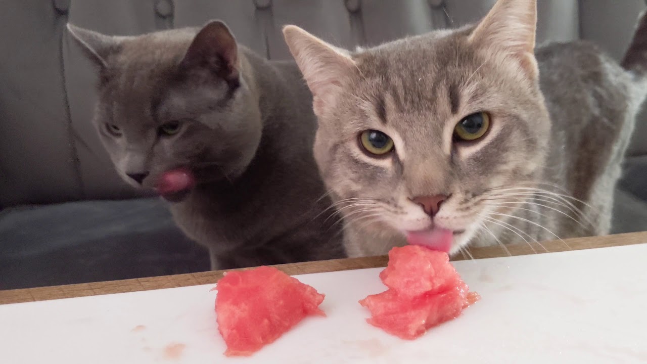 Cats eating watermelon for the first time 👀🍉