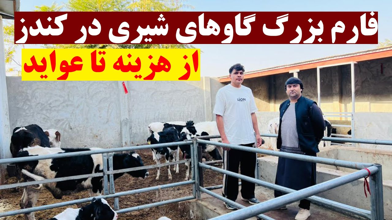 ویژه برنامه از یک فارم بزرگ گاوهای شیری در کندز | از هزینه سرمایه گذاری تا نحو نگهداری و عواید
