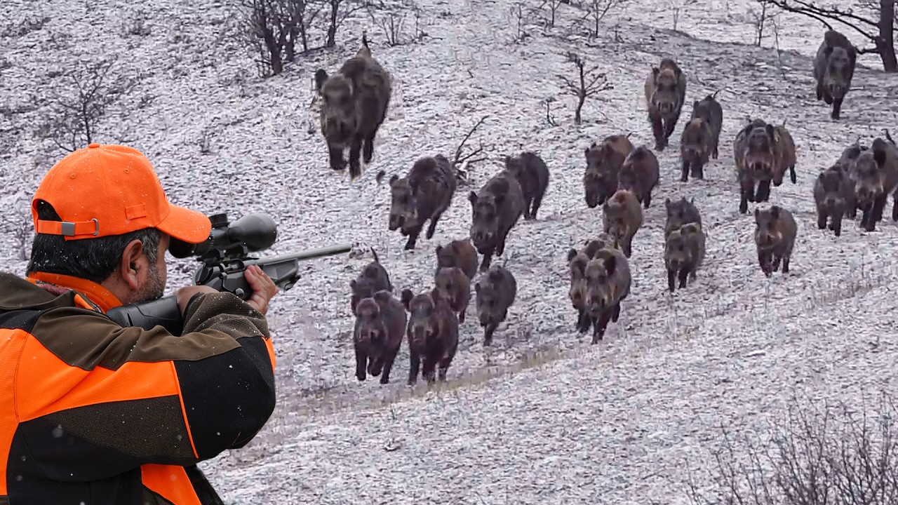 HUNTING MASSIVE WILD BOAR HERDS IN DEEP SNOW