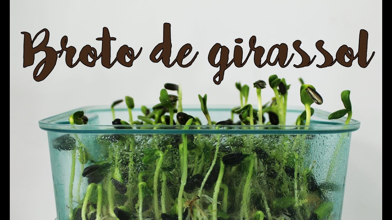 Broto de Girassol