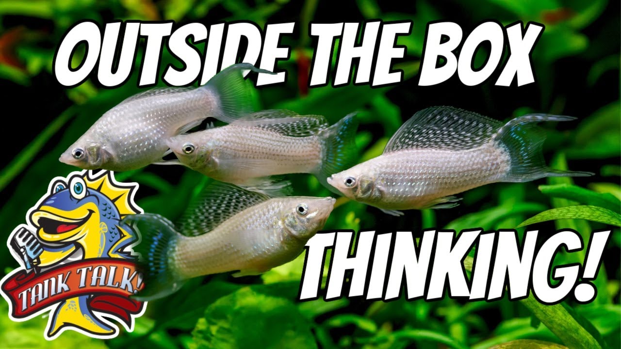 A Different Approach To Fish Nutrition, Vitalis Aquatic Nutrition