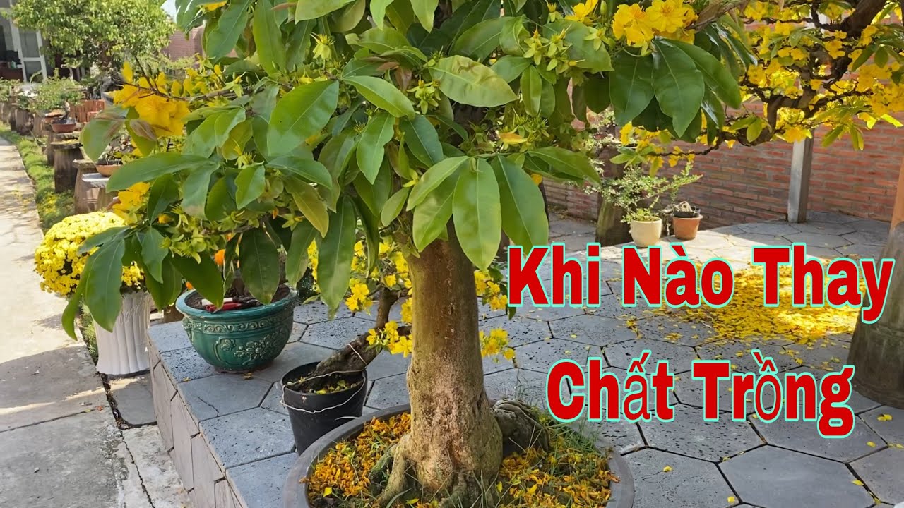 Lý Do Thay Và Không Thay Chất Trồng Cũng Như Tỉa Cành