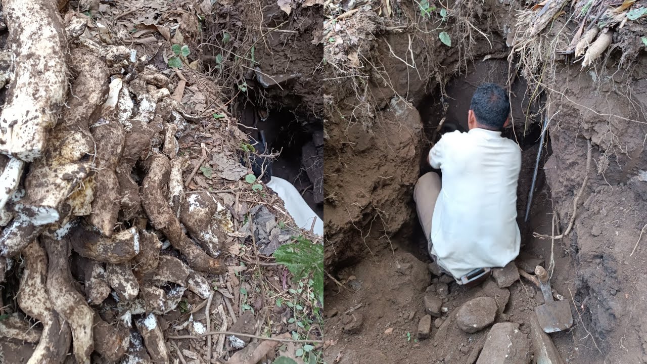 Sathi vai saga ban tarul khandai