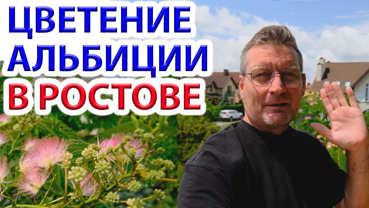 Альбиция - ленкоранская (шелковая) акация - цветение в Ростове-на-Дону